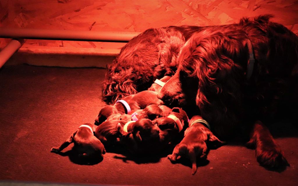 chiot Chien d'Oysel allemand Des Voix Du Val